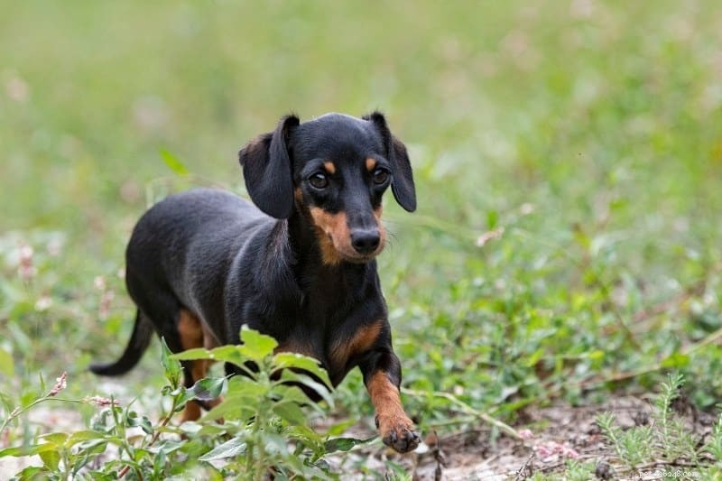 Explore 20 Stunning Dachshund Coat Colors & Patterns