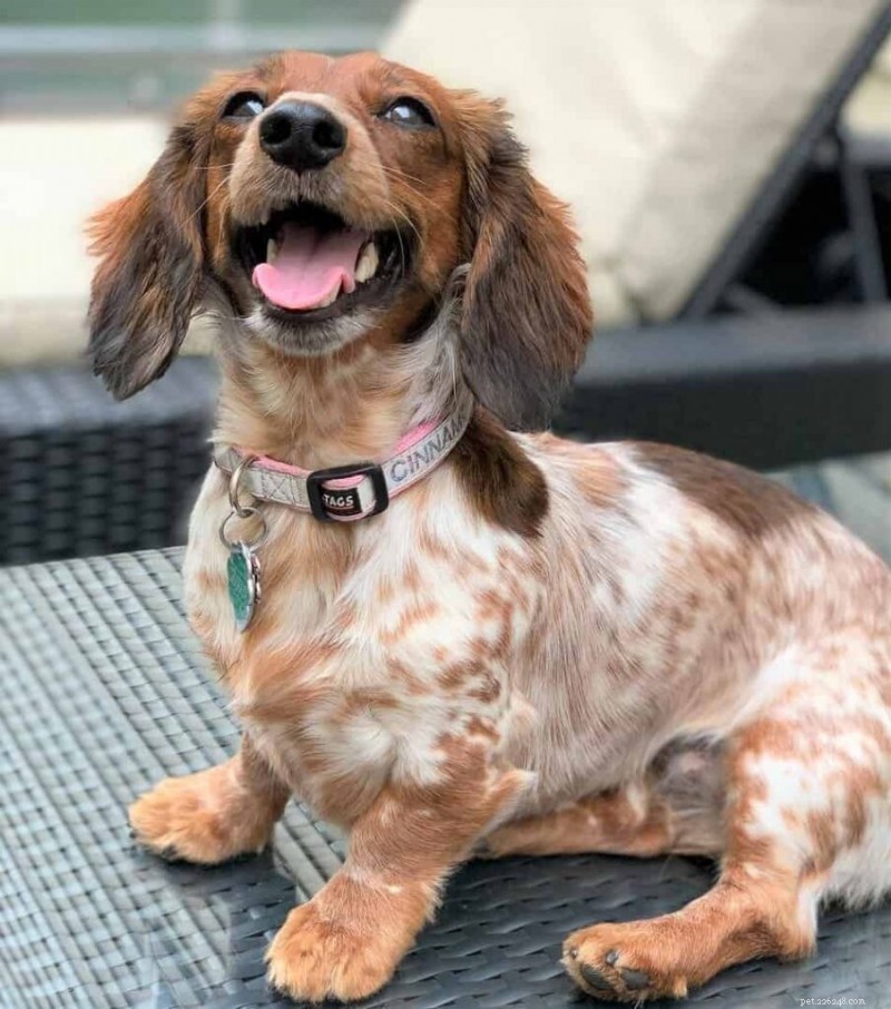 Explore 20 Stunning Dachshund Coat Colors & Patterns