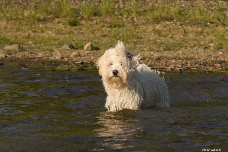 30 Small Dog Breeds to Consider: A Visual Guide