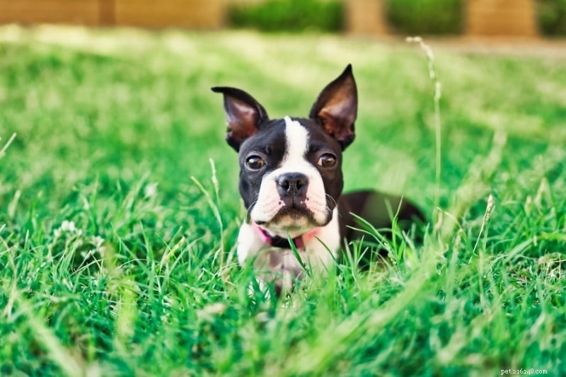 30 Small Dog Breeds to Consider: A Visual Guide