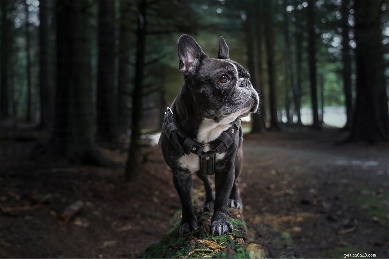 30 Small Dog Breeds to Consider: A Visual Guide