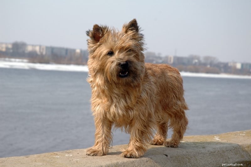 30 Small Dog Breeds to Consider: A Visual Guide