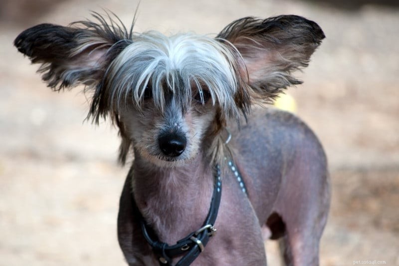 30 Small Dog Breeds to Consider: A Visual Guide