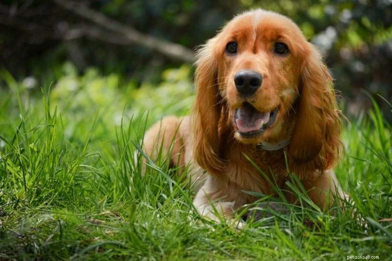 30 Small Dog Breeds to Consider: A Visual Guide