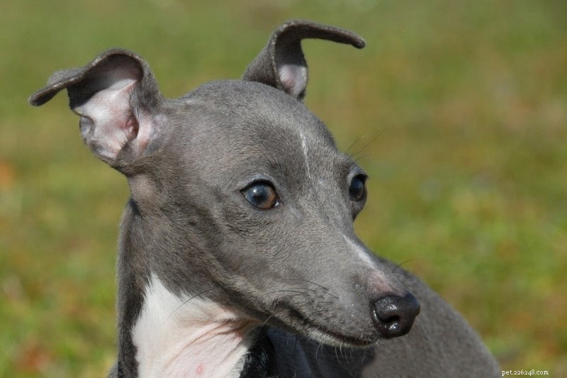 30 Small Dog Breeds to Consider: A Visual Guide