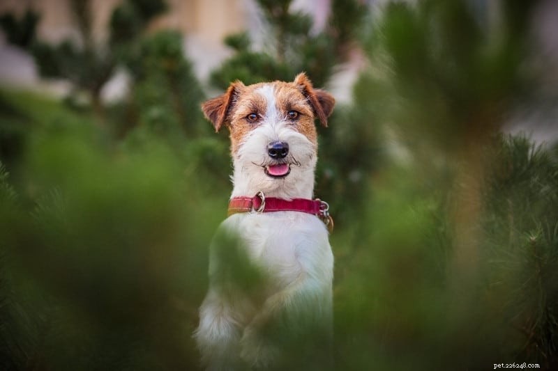 30 Small Dog Breeds to Consider: A Visual Guide