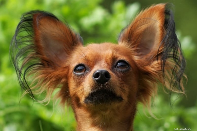 30 Small Dog Breeds to Consider: A Visual Guide