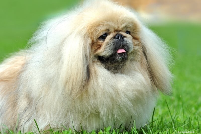30 Small Dog Breeds to Consider: A Visual Guide