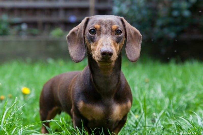 30 Small Dog Breeds to Consider: A Visual Guide