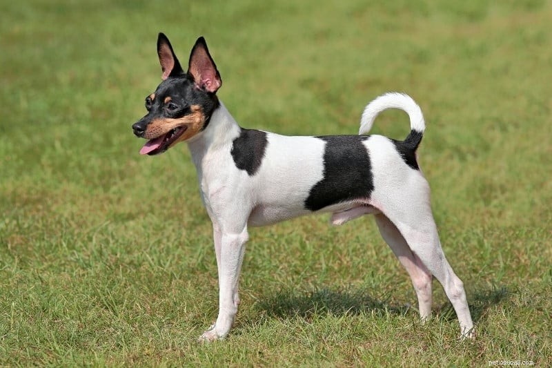 30 Small Dog Breeds to Consider: A Visual Guide