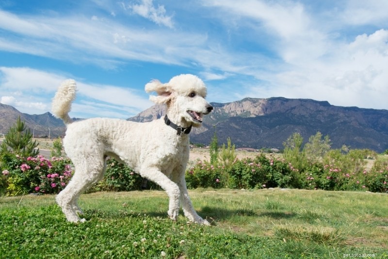 Explore the Five Poodle Types and Sizes with Photos