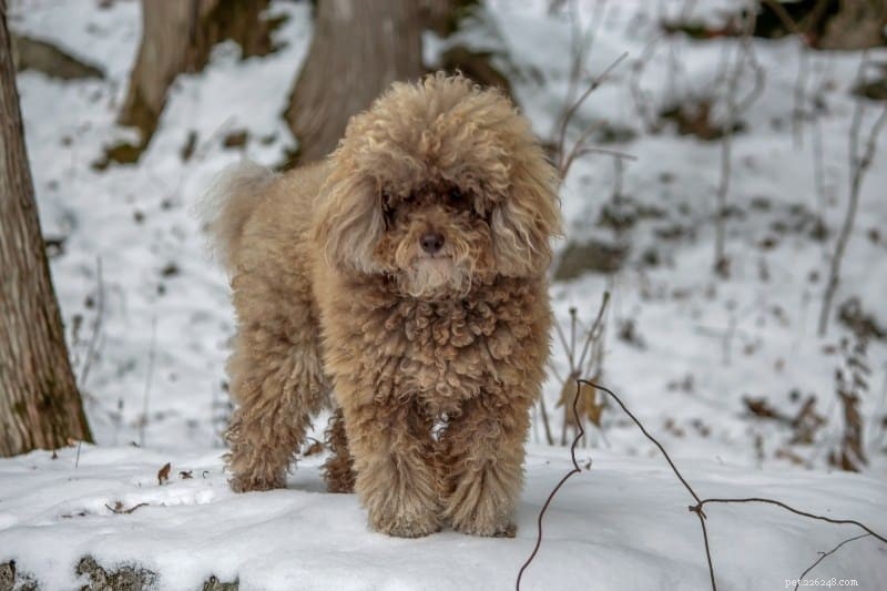 Explore the Five Poodle Types and Sizes with Photos