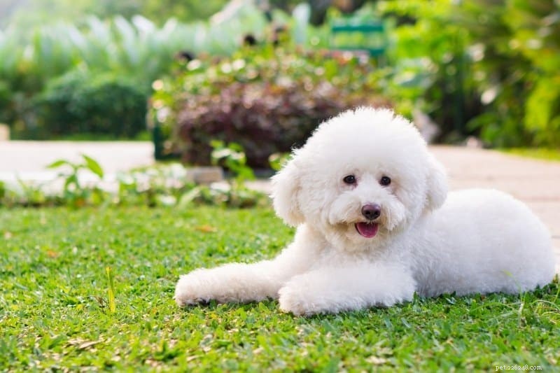 Explore the Five Poodle Types and Sizes with Photos