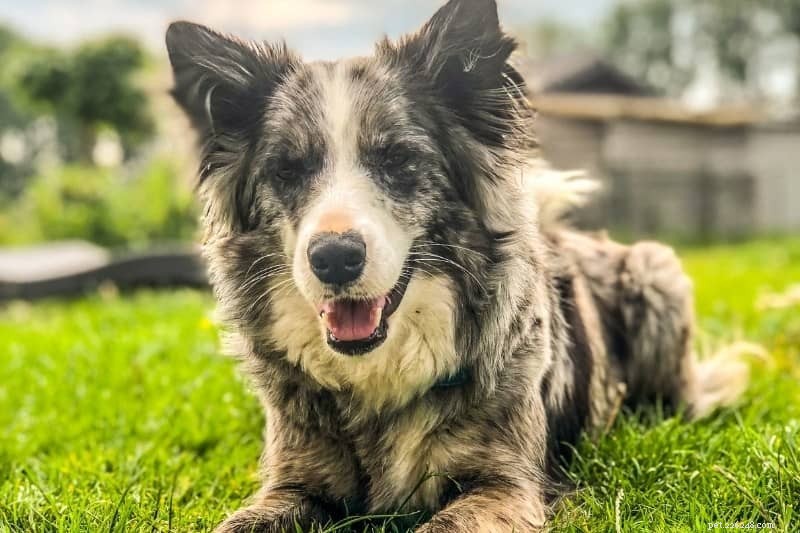 19 Stunning Merle Dog Breeds You’ll Absolutely Love