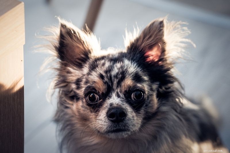 19 Stunning Merle Dog Breeds You’ll Absolutely Love