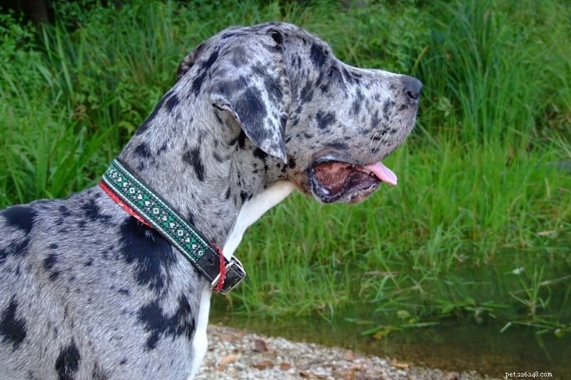 19 Stunning Merle Dog Breeds You’ll Absolutely Love