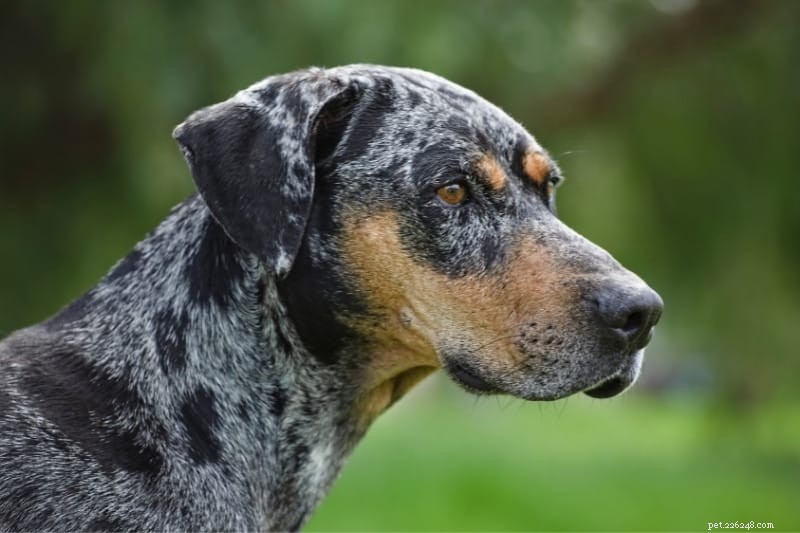 19 Stunning Merle Dog Breeds You’ll Absolutely Love