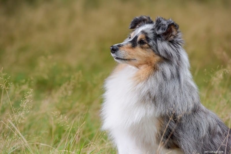 19 Stunning Merle Dog Breeds You’ll Absolutely Love