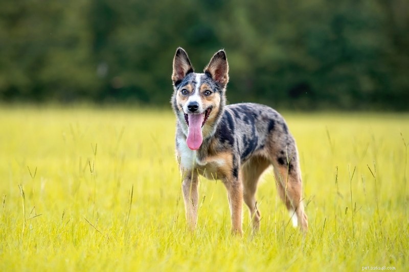 19 Stunning Merle Dog Breeds You’ll Absolutely Love