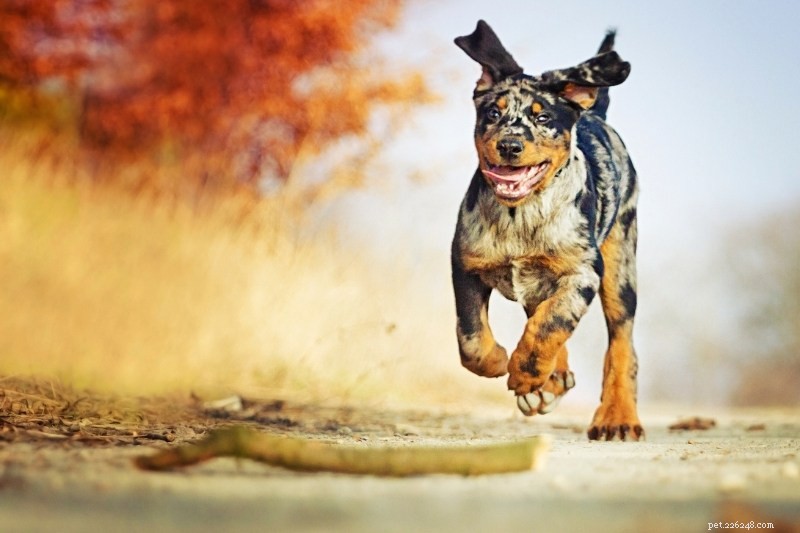 19 Stunning Merle Dog Breeds You’ll Absolutely Love