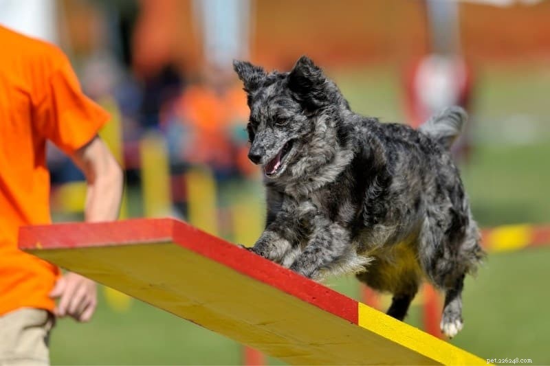19 Stunning Merle Dog Breeds You’ll Absolutely Love