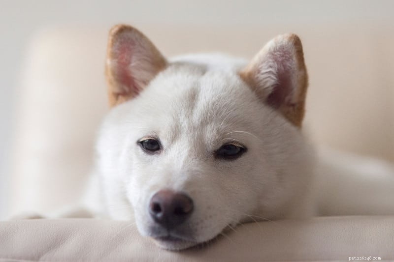 Discover Every Shiba Inu Color – A Comprehensive Guide with Images