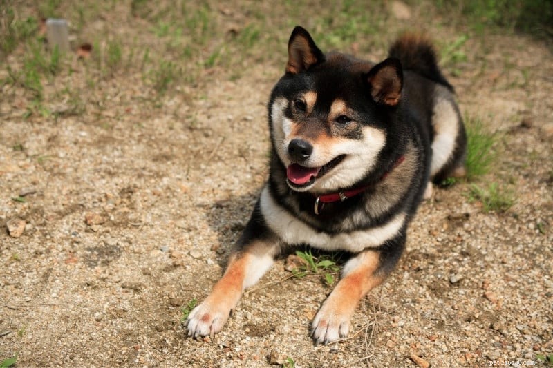 Discover Every Shiba Inu Color – A Comprehensive Guide with Images