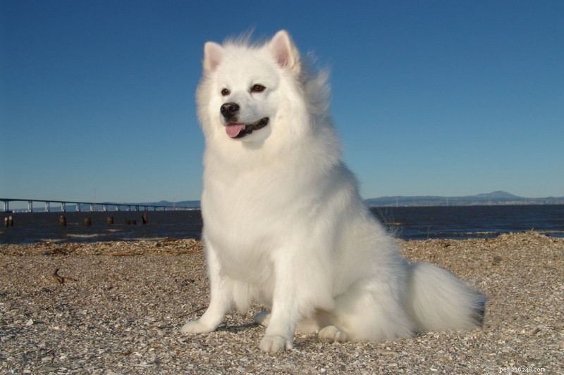 Discover 20 Stunning White Dog Breeds – Pictures & Insights