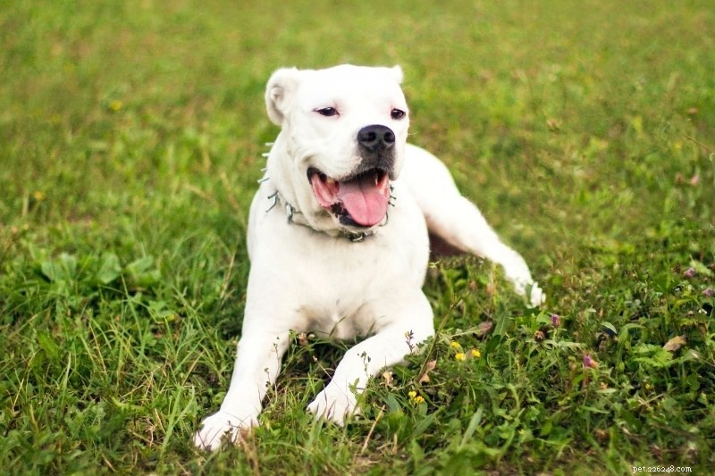 Discover 20 Stunning White Dog Breeds – Pictures & Insights
