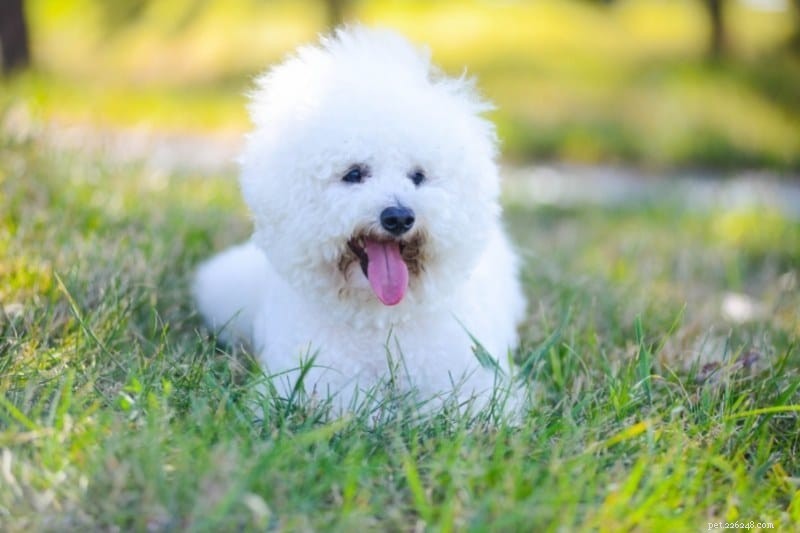 Discover 20 Stunning White Dog Breeds – Pictures & Insights