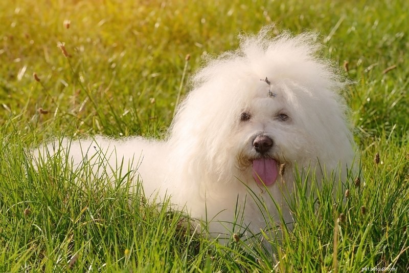 Discover 20 Stunning White Dog Breeds – Pictures & Insights