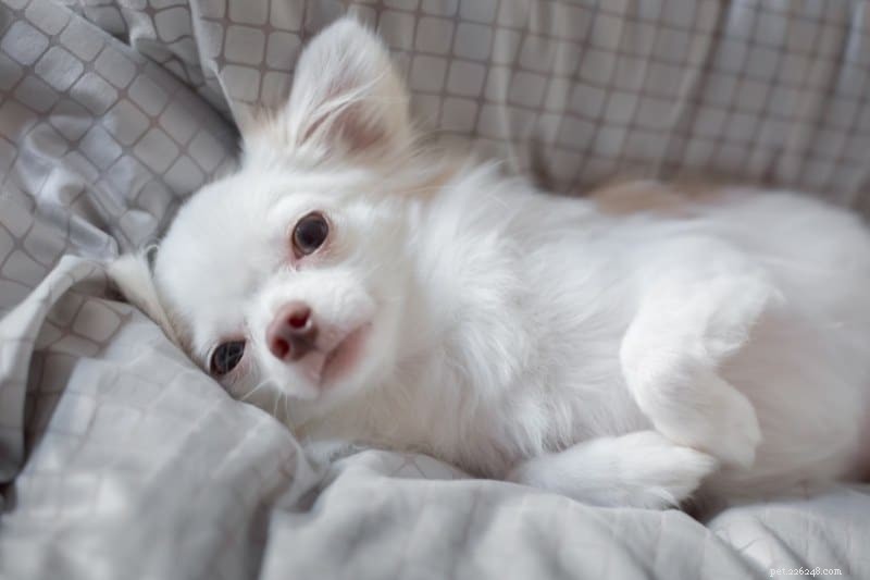 Discover 20 Stunning White Dog Breeds – Pictures & Insights