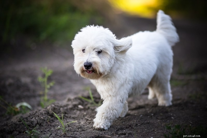 Discover 20 Stunning White Dog Breeds – Pictures & Insights