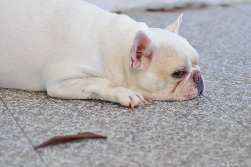 Discover 20 Stunning White Dog Breeds – Pictures & Insights
