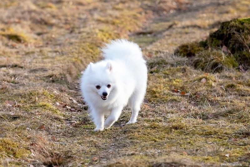 Discover 20 Stunning White Dog Breeds – Pictures & Insights