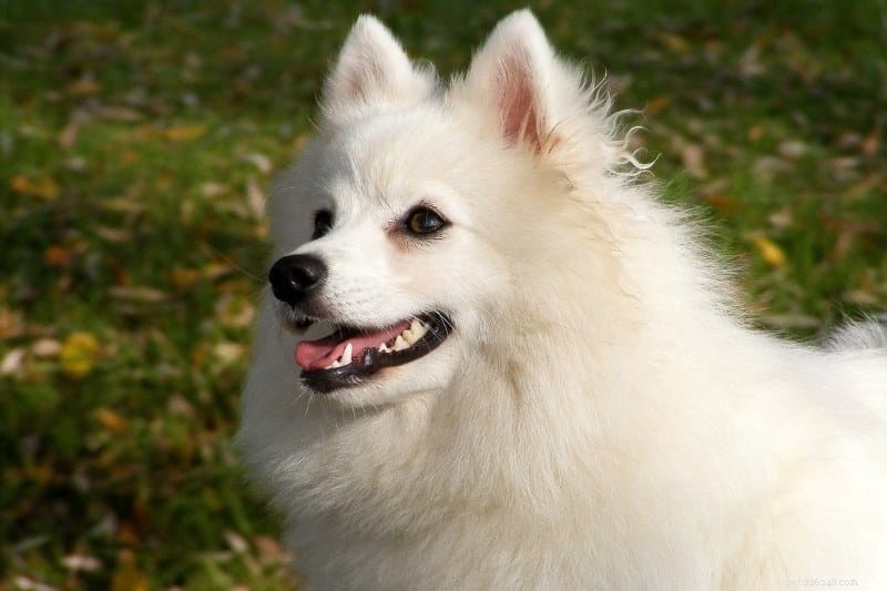 Discover 20 Stunning White Dog Breeds – Pictures & Insights