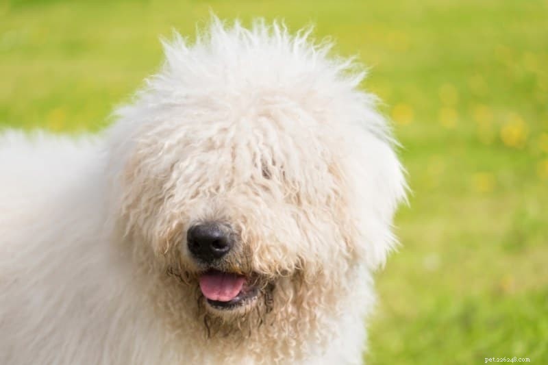 Discover 20 Stunning White Dog Breeds – Pictures & Insights