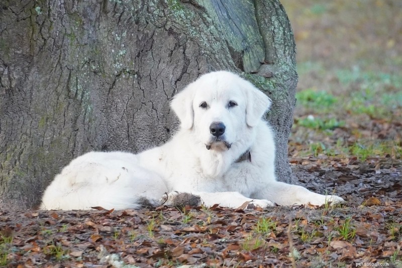 Discover 20 Stunning White Dog Breeds – Pictures & Insights