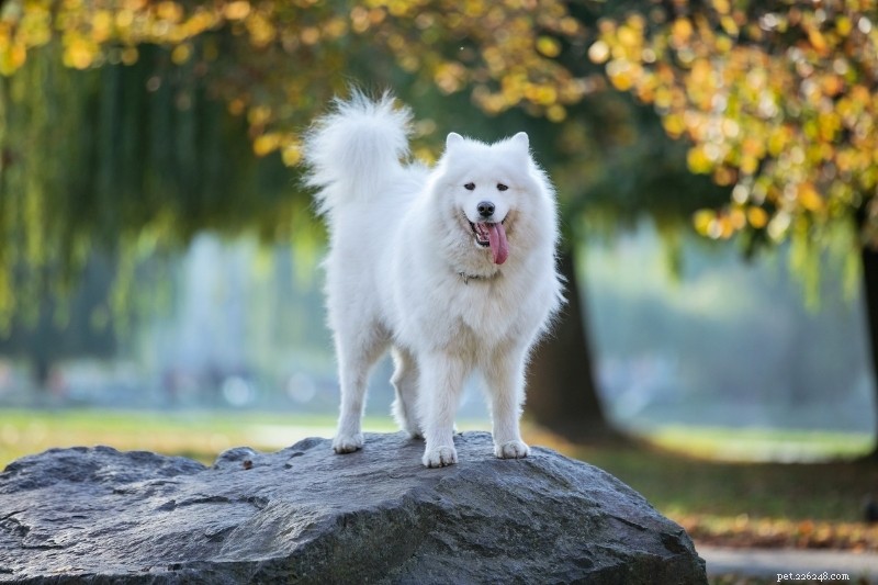 Discover 20 Stunning White Dog Breeds – Pictures & Insights