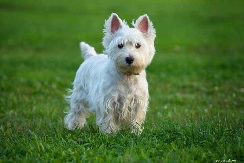 Discover 20 Stunning White Dog Breeds – Pictures & Insights