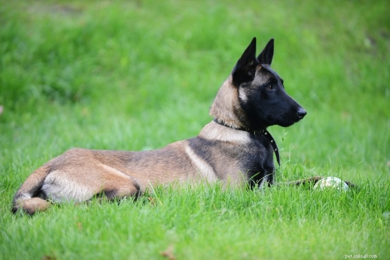 20 Top Herding Dog Breeds – A Comprehensive Guide with Photos