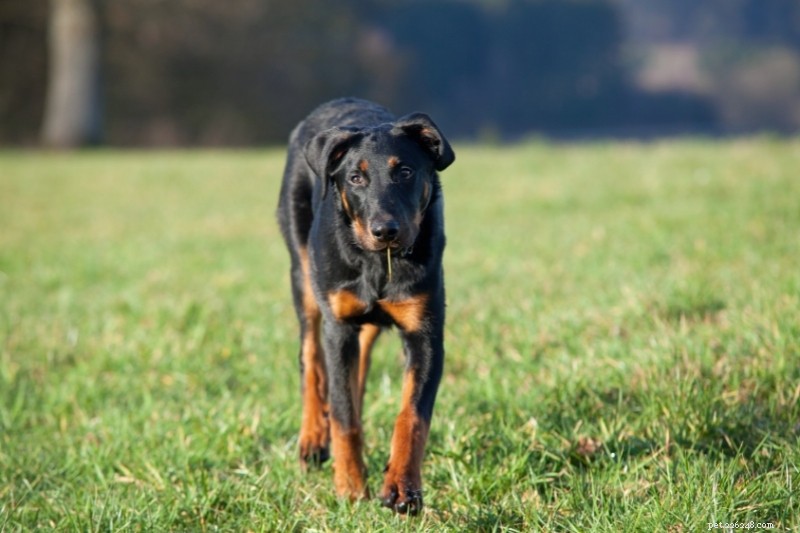 20 Top Herding Dog Breeds – A Comprehensive Guide with Photos
