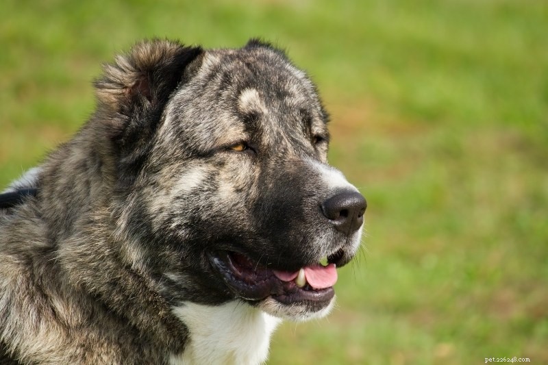 20 Top Herding Dog Breeds – A Comprehensive Guide with Photos