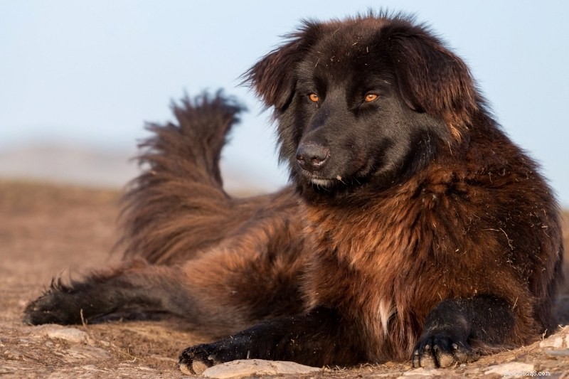20 Top Herding Dog Breeds – A Comprehensive Guide with Photos
