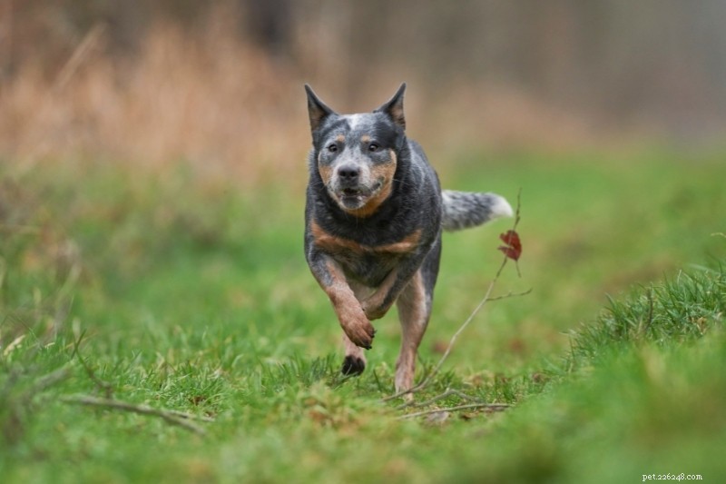 20 Top Herding Dog Breeds – A Comprehensive Guide with Photos