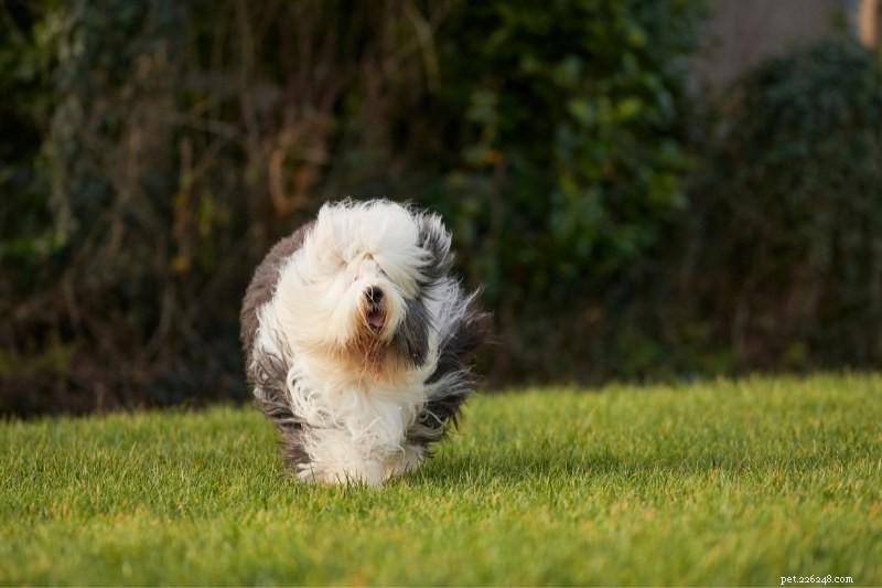 20 Top Herding Dog Breeds – A Comprehensive Guide with Photos
