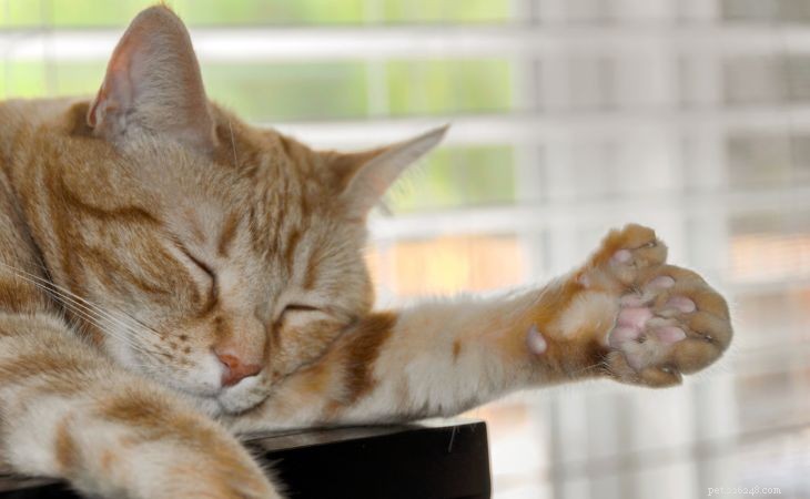 Polydactyl Cats Explained: 6-Toed Felines and Their Care