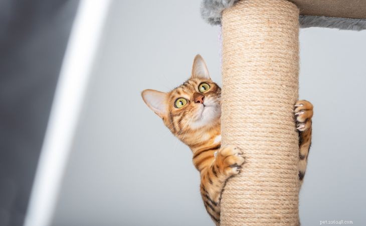 Professional Guide to Caring for Your Cat’s Claws: Health, Safety, and Maintenance Tips