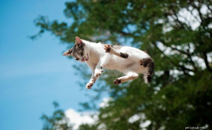 Do Cats Really Always Land on Their Feet? Myths vs. Reality