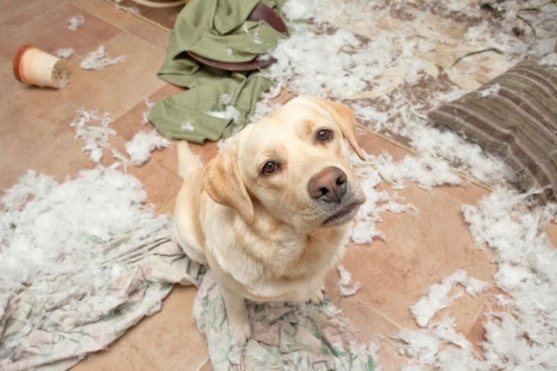 Spotting Dog Boredom: Signs, Causes, and Effective Solutions